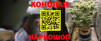 крисы Кингисепп